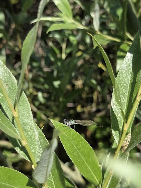 Ischnura elegans  - Enrico Franchin