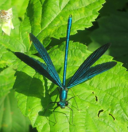 Calopteryx virgo  - Monica Carabella