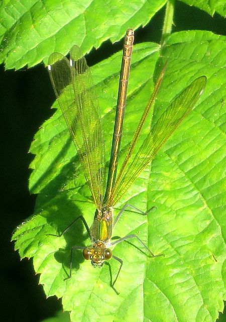 Calopteryx virgo  - Monica Carabella