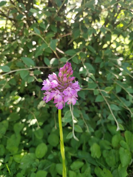 Anacamptis pyramidalis  - Vincent Perrin-Issautier