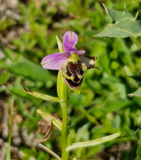 Ophrys gresivaudanica  - Laurent Bignon