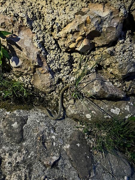 Serp blanca  - Roc Palmarola Icart