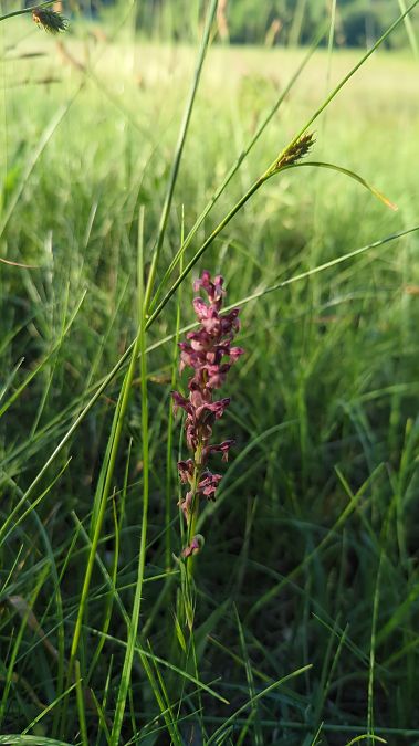 Anacamptis coriophora 
