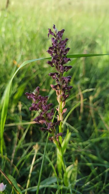 Anacamptis coriophora 