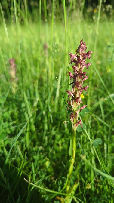 Anacamptis coriophora 