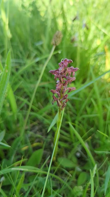 Anacamptis coriophora 