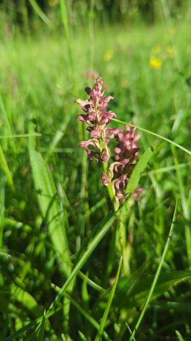 Anacamptis coriophora 