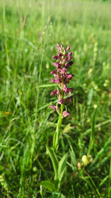 Anacamptis coriophora 