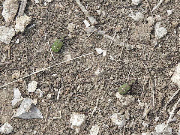Cicindela campestris  - Massimo Tassinari