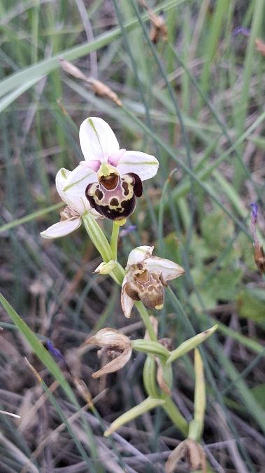 Ophrys fuciflora subsp. druentica  - Philippe Tosi