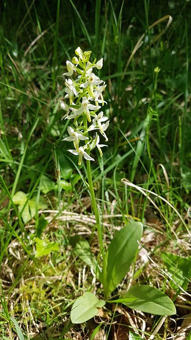 Platanthera bifolia  - Colette Durlet