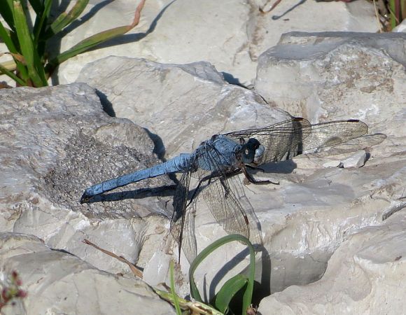 Orthetrum brunneum  - Monica Carabella