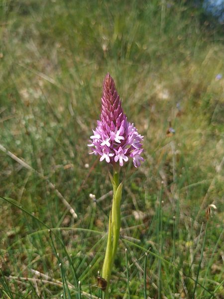 Anacamptis pyramidalis  - Marcel Arumí