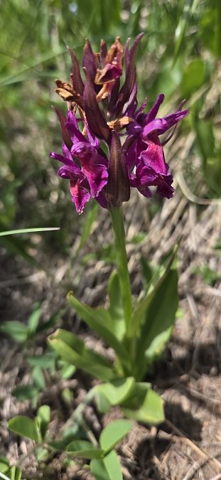 Dactylorhiza sambucina f. rubra  - Jean Bastianelli