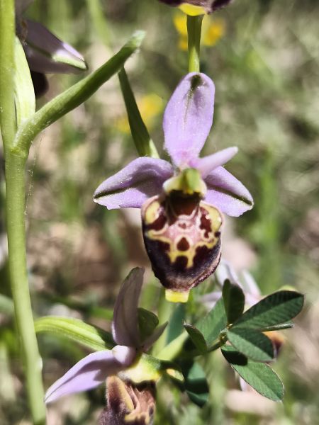 Ophrys fuciflora subsp. druentica  - Richard Fay