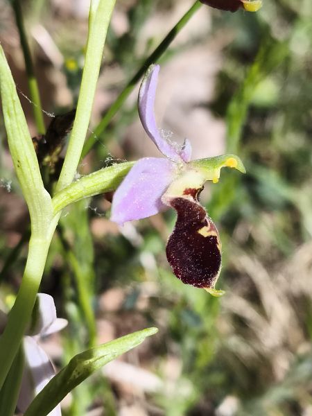 Ophrys fuciflora subsp. druentica  - Richard Fay