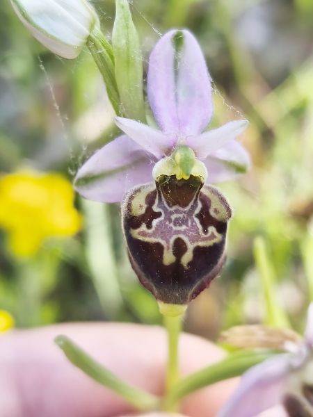 Ophrys fuciflora subsp. druentica  - Richard Fay