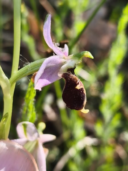 Ophrys fuciflora subsp. druentica  - Richard Fay