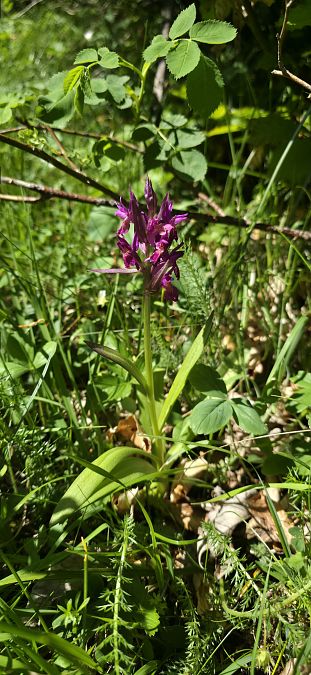 Dactylorhiza sambucina f. zimmermanii  - Michel Robin