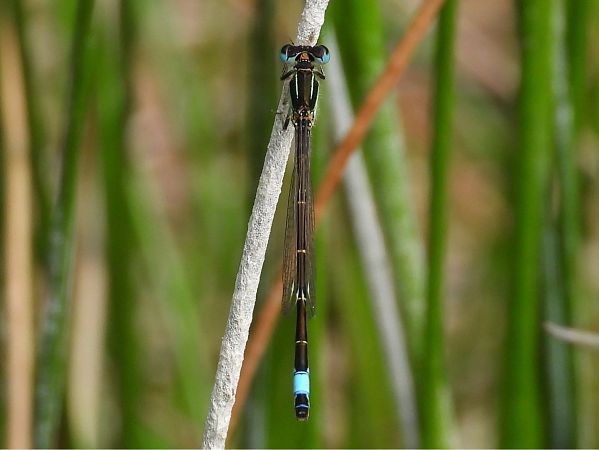 Ischnura graellsii  - Agustín Rivas