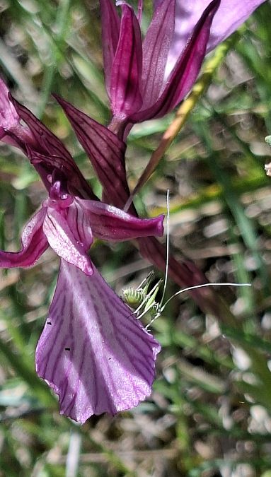 Anacamptis papilionacea 
