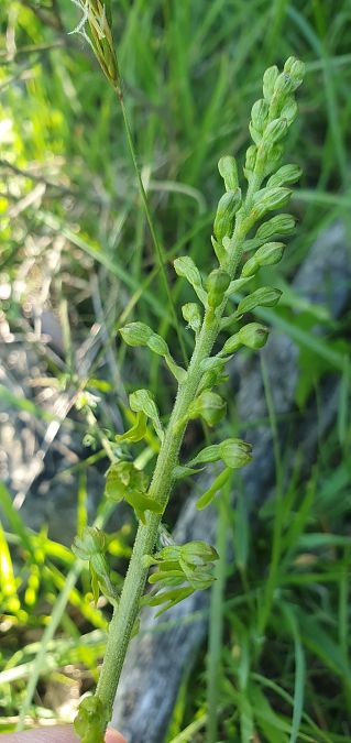 Neottia ovata 