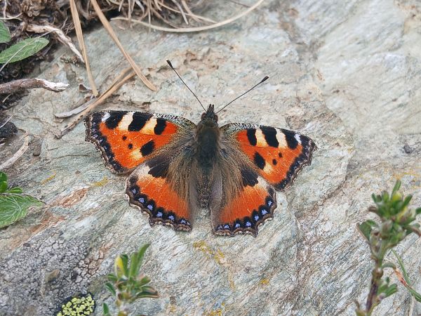 Papallona de les ortigues  - Mariona Picart