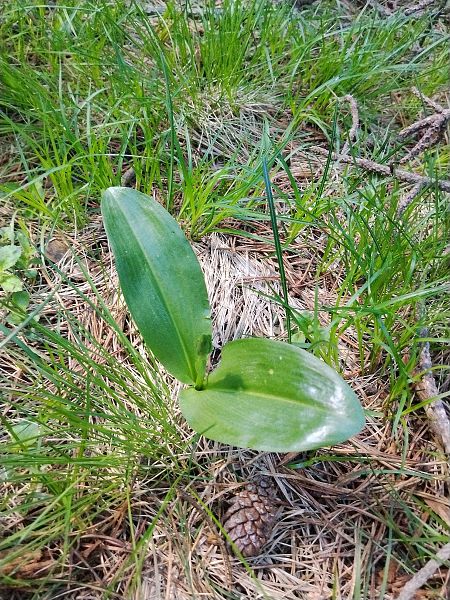 Platanthera sp.  - Enric Ortega