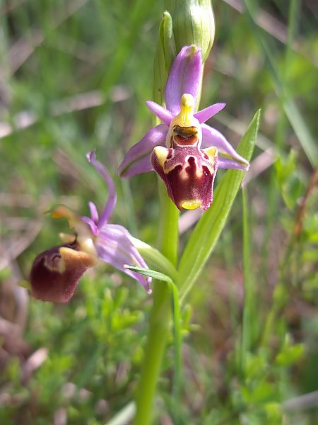Ophrys fuciflora subsp. druentica  - Emmanuel Cosson