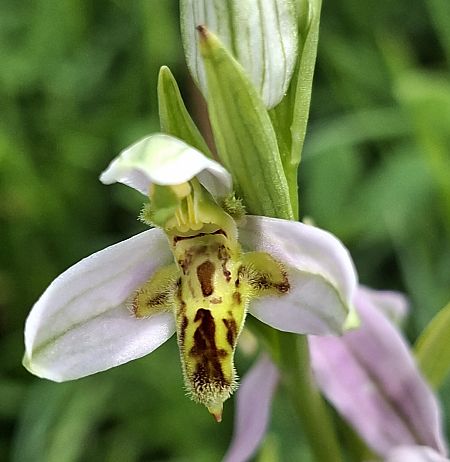Ophrys apifera var. trollii 