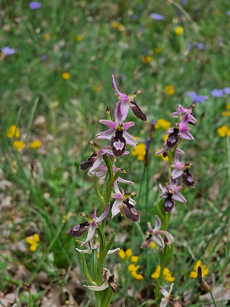 Ophrys bertolonii  - Diane Raibaut