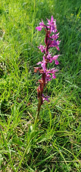 Orchis mascula 