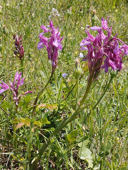 Anacamptis papilionacea var. expansa  - Gérard Joseph