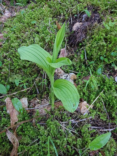 Cypripedium calceolus  - Loïs Rancilhac