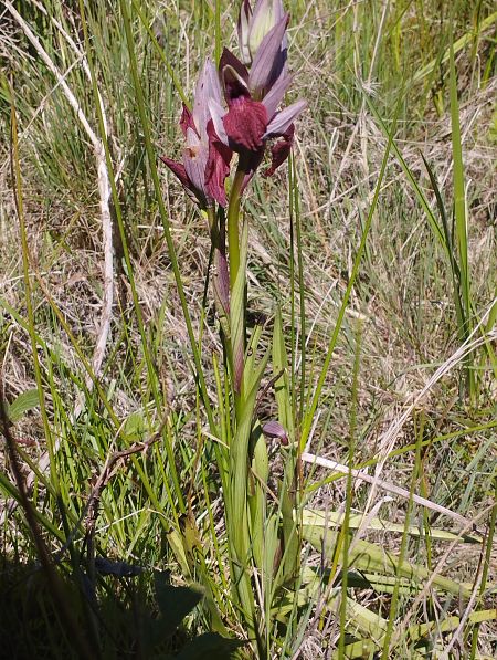 Serapias cordigera  - Gérard Joseph