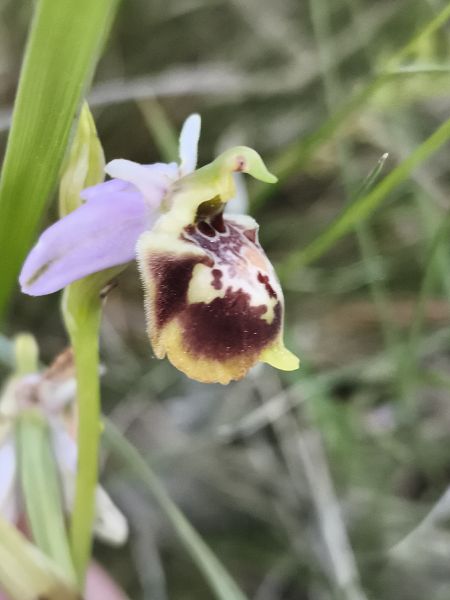 Ophrys fuciflora subsp. druentica  - Richard Fay