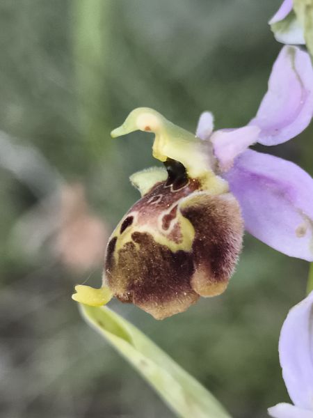 Ophrys fuciflora subsp. druentica  - Richard Fay