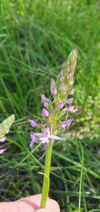 Gymnadenia conopsea 