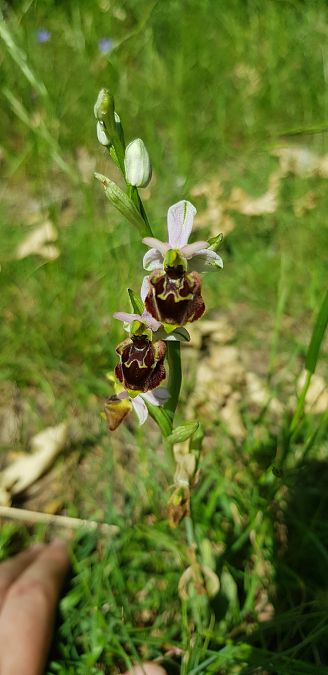 Ophrys fuciflora subsp. druentica  - Bruno Durbin