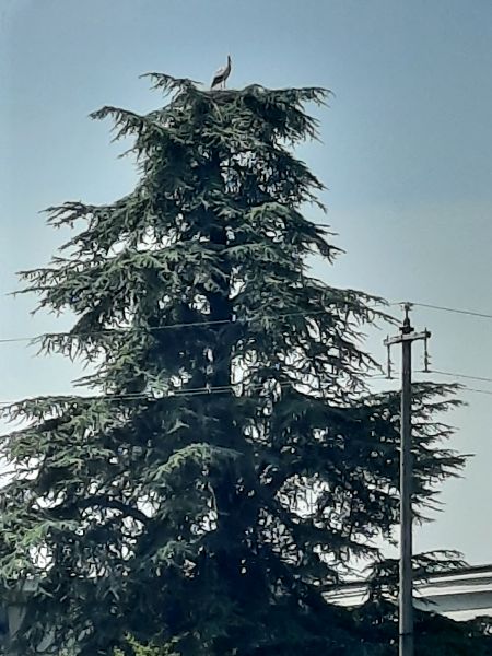 Cicogna bianca  - Bassano Riboni