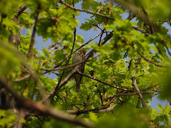 Tree Pipit  - Adrian Dudkiewicz
