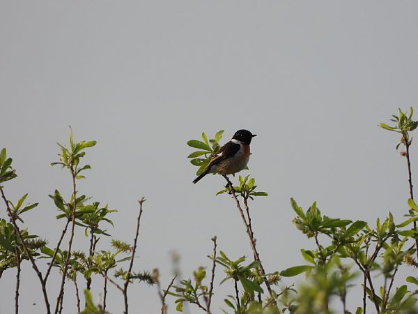 European Stonechat  - Adrian Dudkiewicz