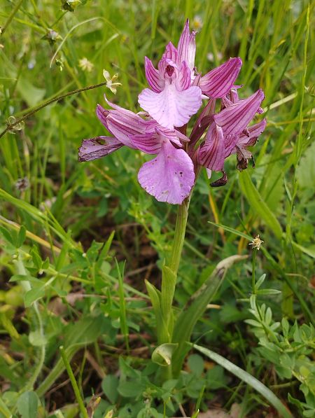 Anacamptis papilionacea var. expansa  - Gérard Joseph