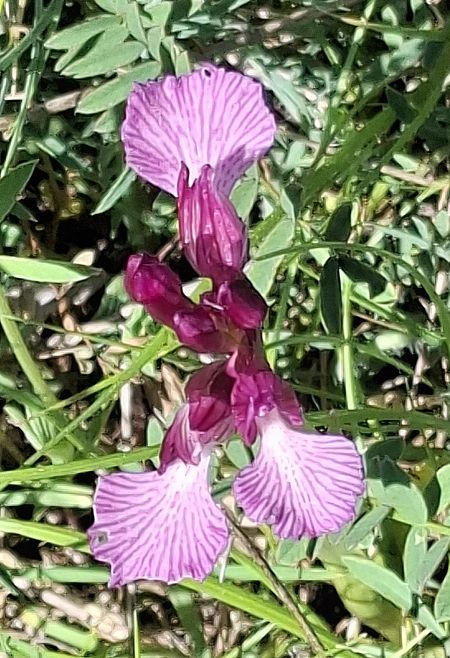 Anacamptis papilionacea subsp. grandiflora 