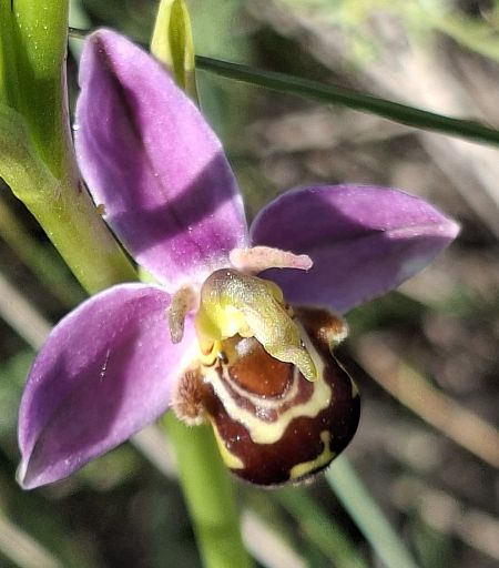 Ophrys apifera var. aurita 