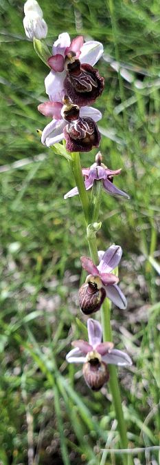 Ophrys aveyronensis 