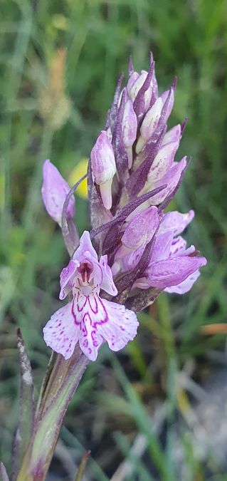 Dactylorhiza maculata 
