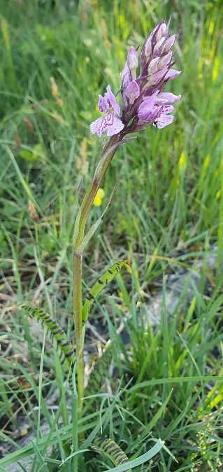 Dactylorhiza maculata 