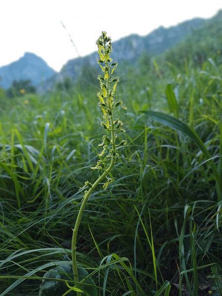 Neottia ovata  - Nicola Larroux