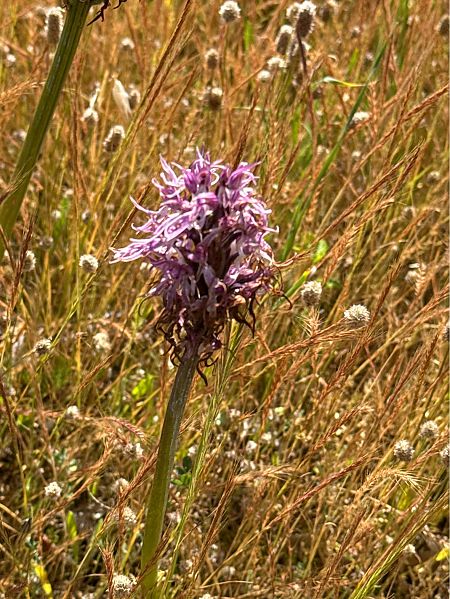 Orchis indet. group. mascula  - Antonio Mazzone